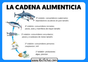 La cadena alimenticia acuatica mar