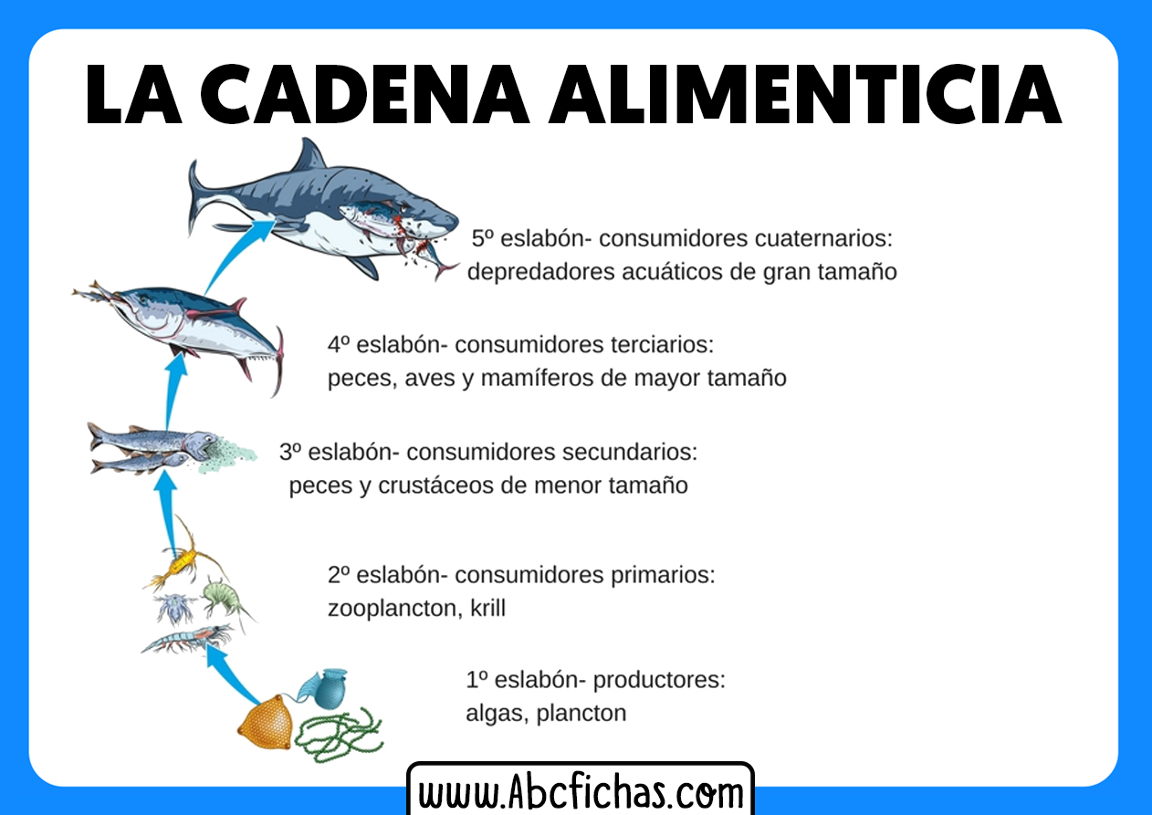 La cadena alimenticia acuatica mar