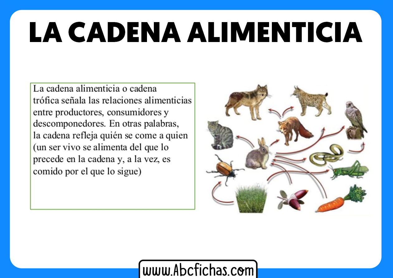 La cadena alimenticia o trofica