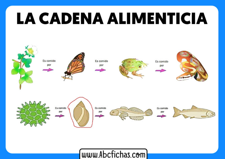 La cadena alimenticia para niños ABC