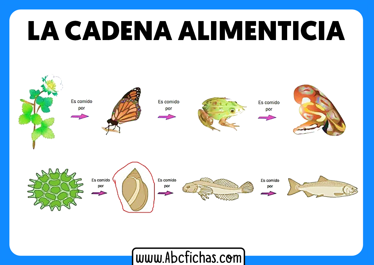 La cadena alimenticia para niños