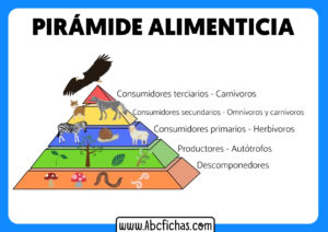 La piramide alimenticia