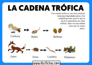 Que es la cadena trofica