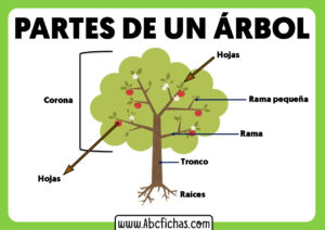 Estructura y partes de un arbol