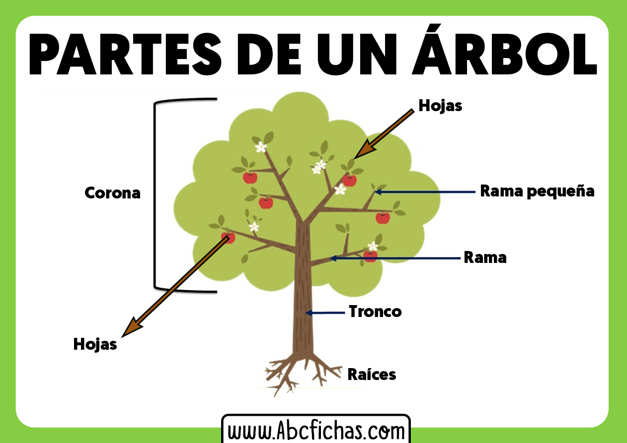 Estructura y partes de un arbol