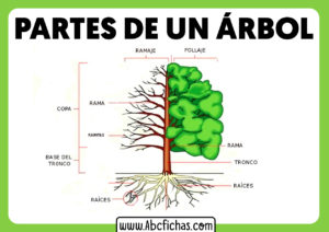 Las partes de un arbol