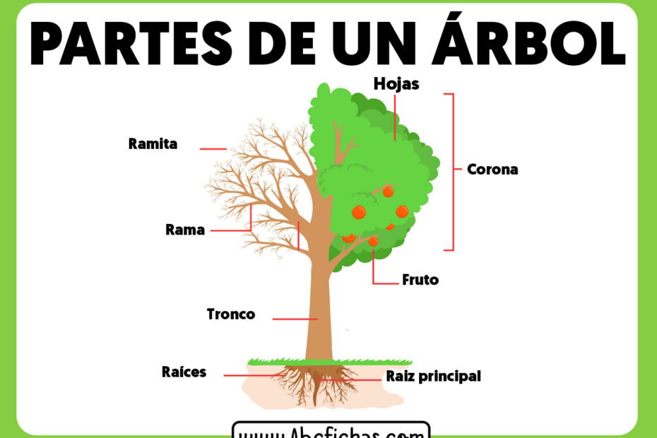 Partes de un arbol