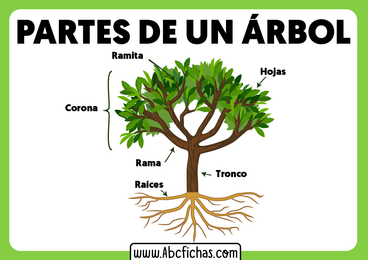 Partes de un arbol para niños