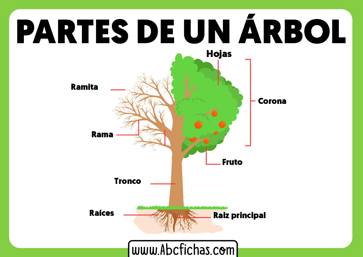 Partes de un arbol