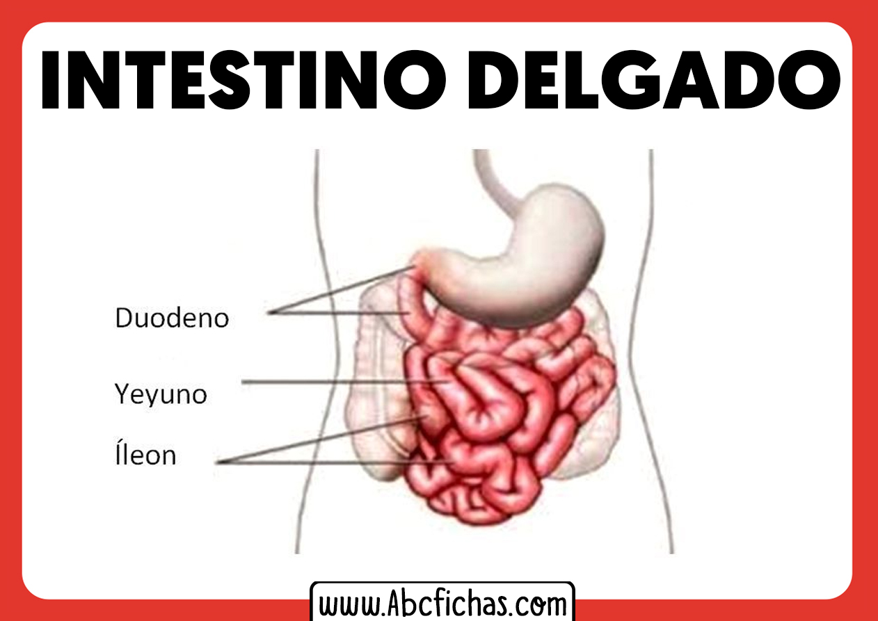 Estructura del intestino delgado