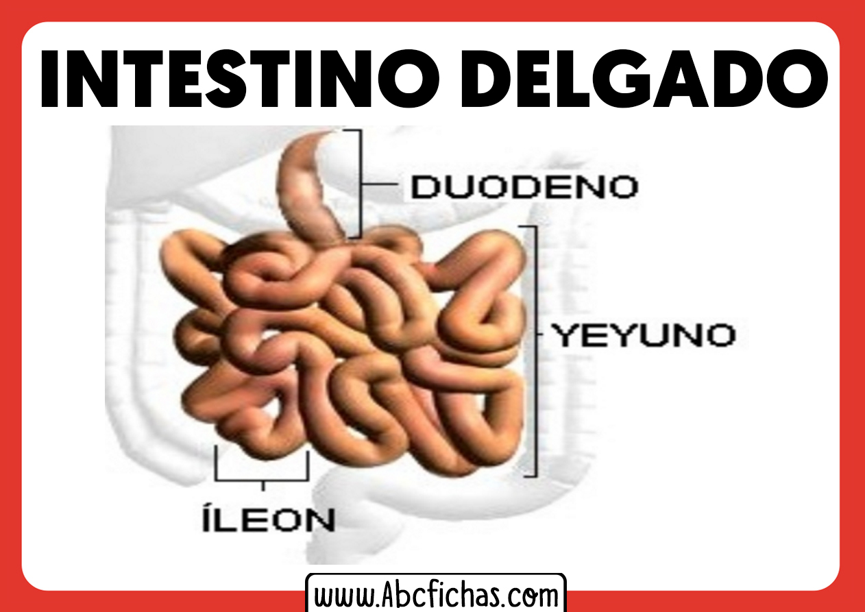 Partes del intestino delgado