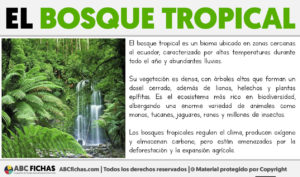Que es el bosque tropical