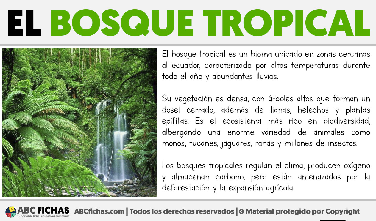 Que es el bosque tropical