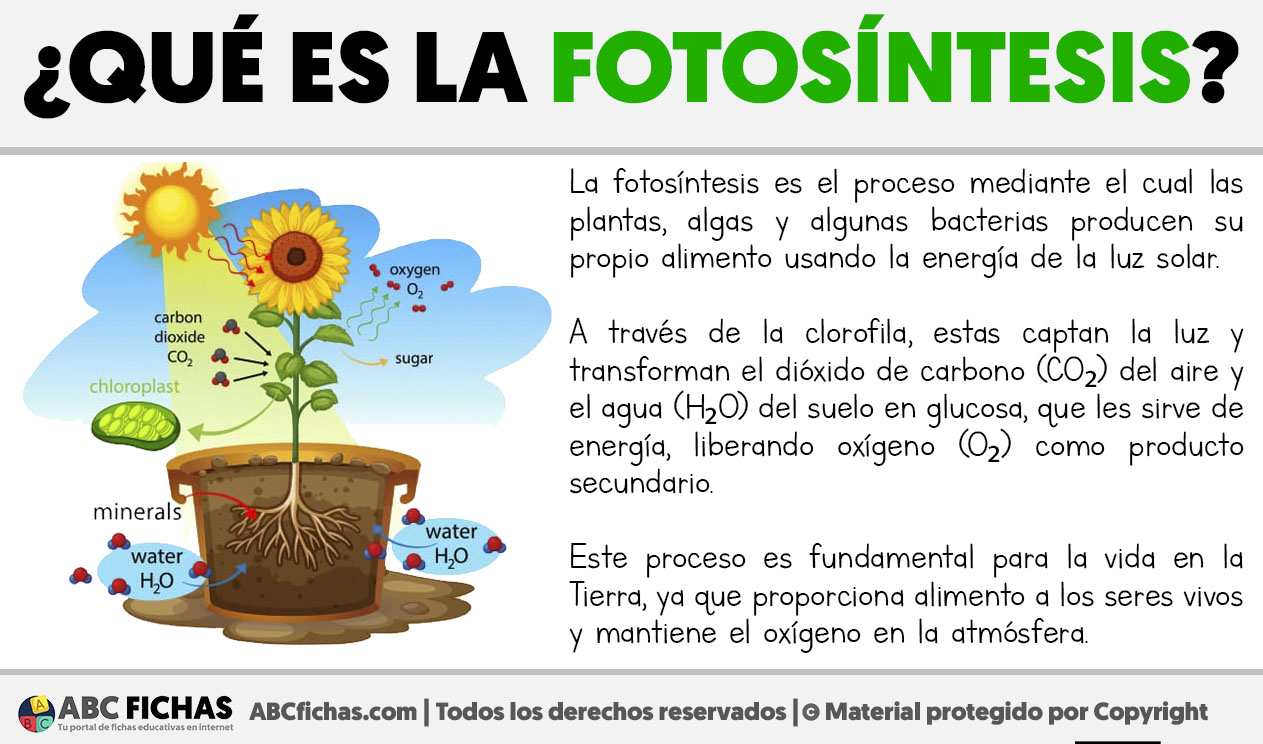 Que es la fotosintesis