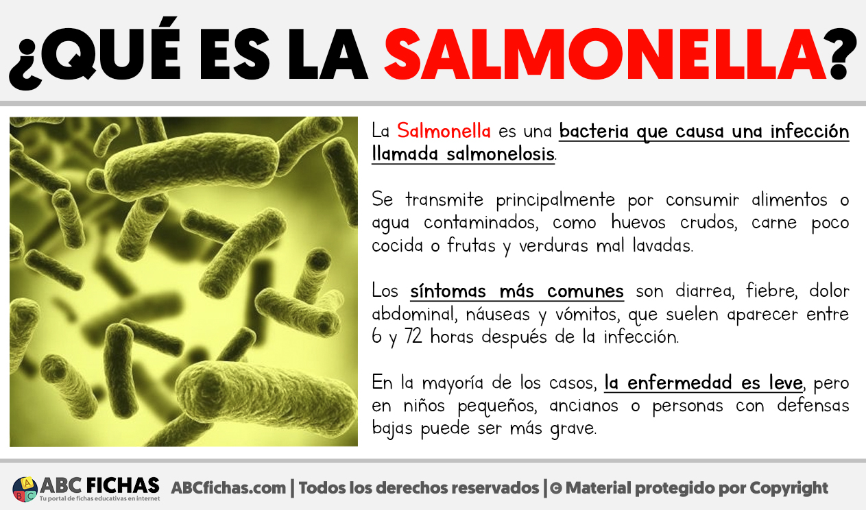 Que es la salmonella