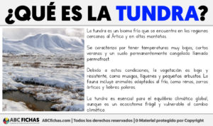 Que es la tundra