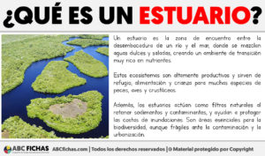 Que es un estuario