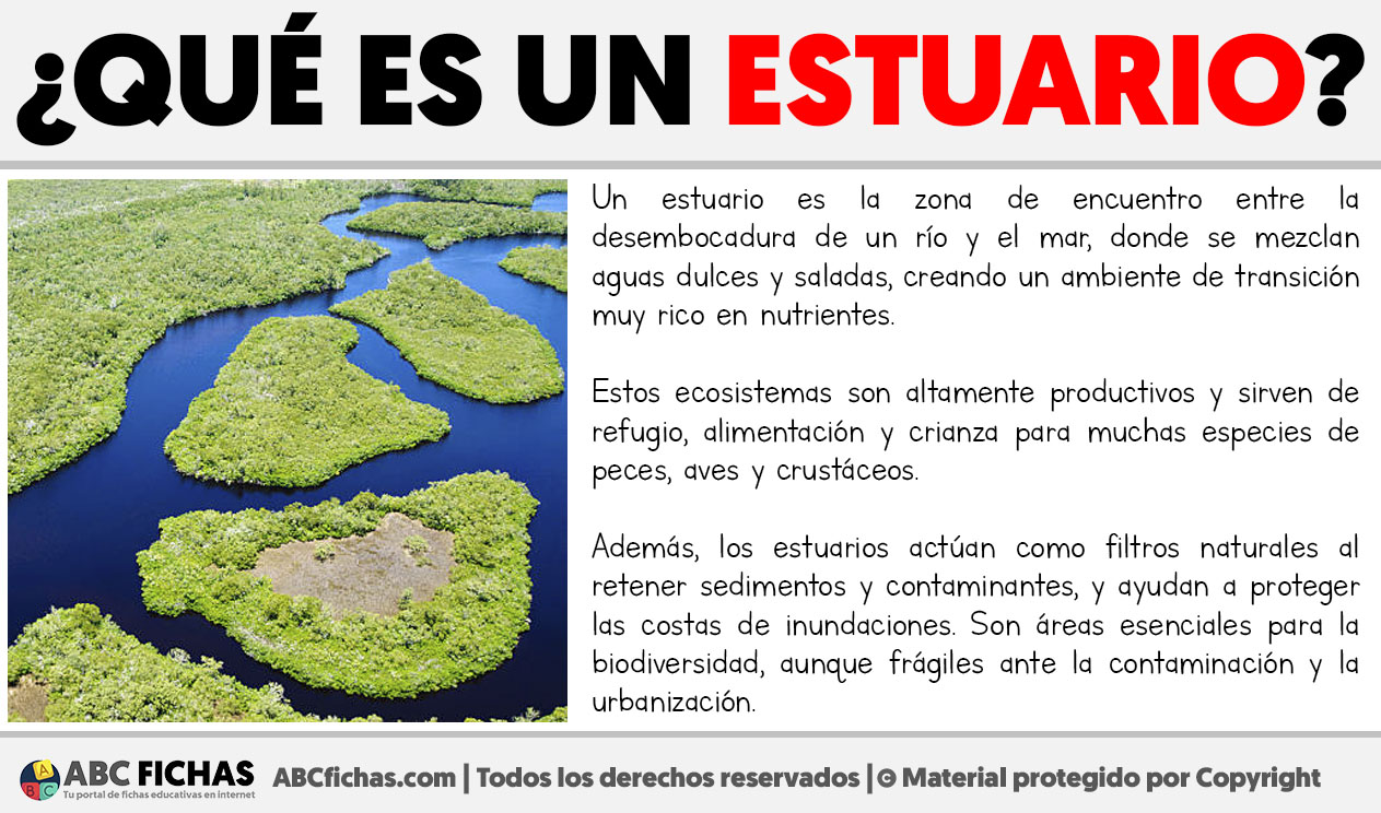 Que es un estuario