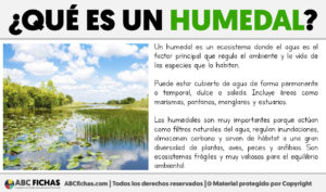 Que es un humedal