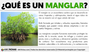 Que es un manglar
