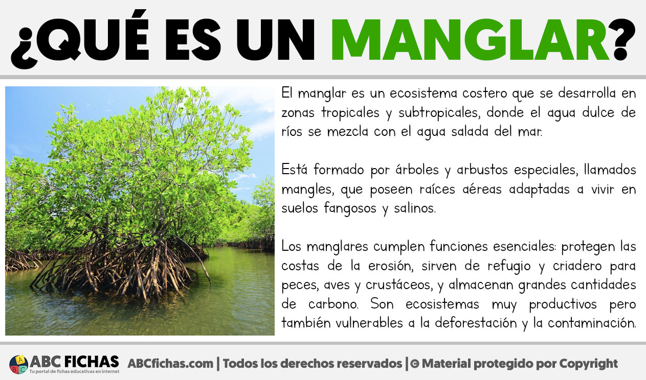 Que es un manglar