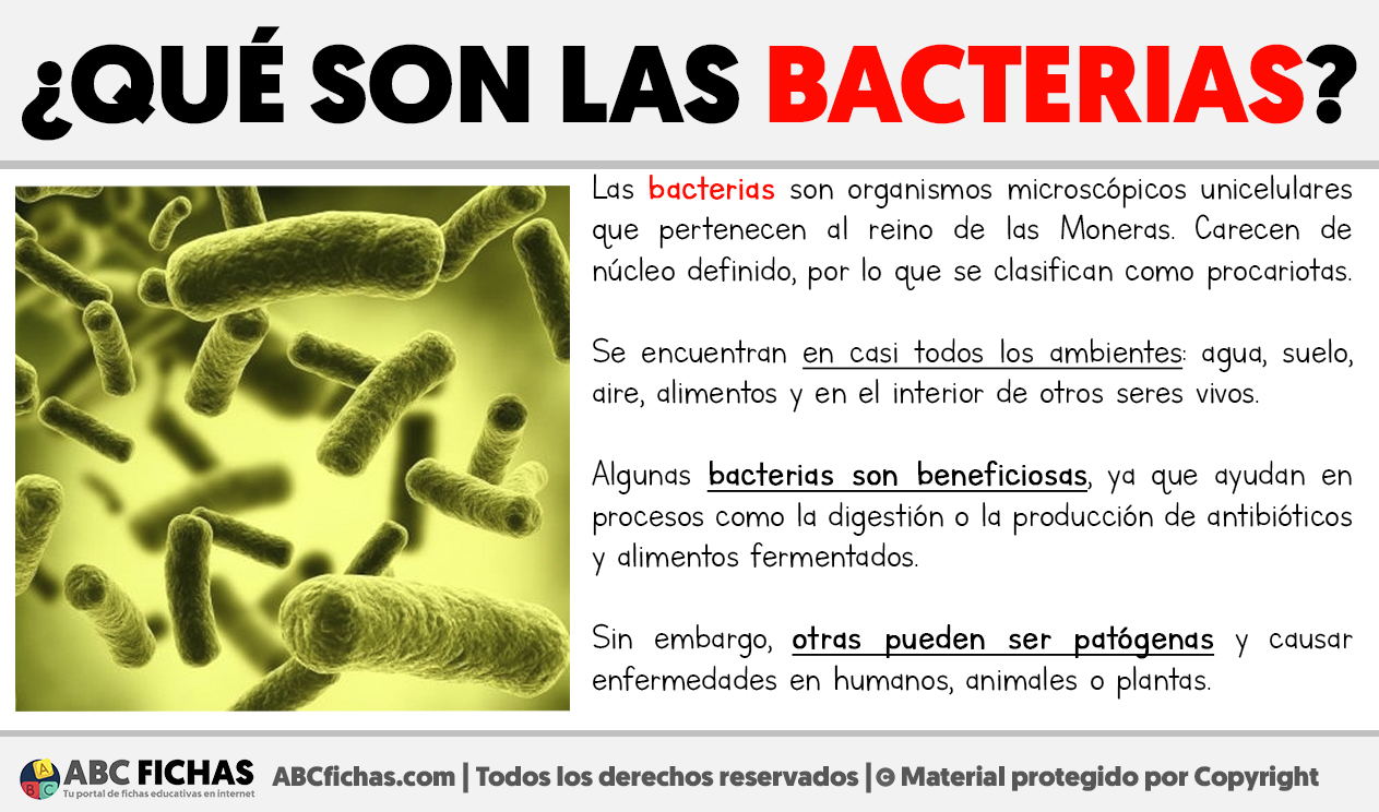 Que son las bacterias