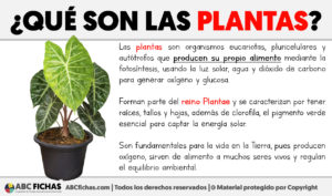 Que son las plantas