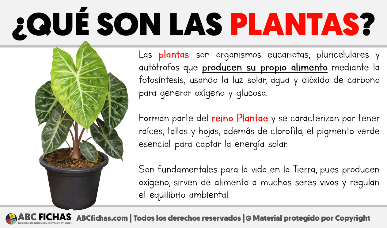 Que son las plantas