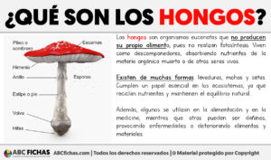 Que son los hongos