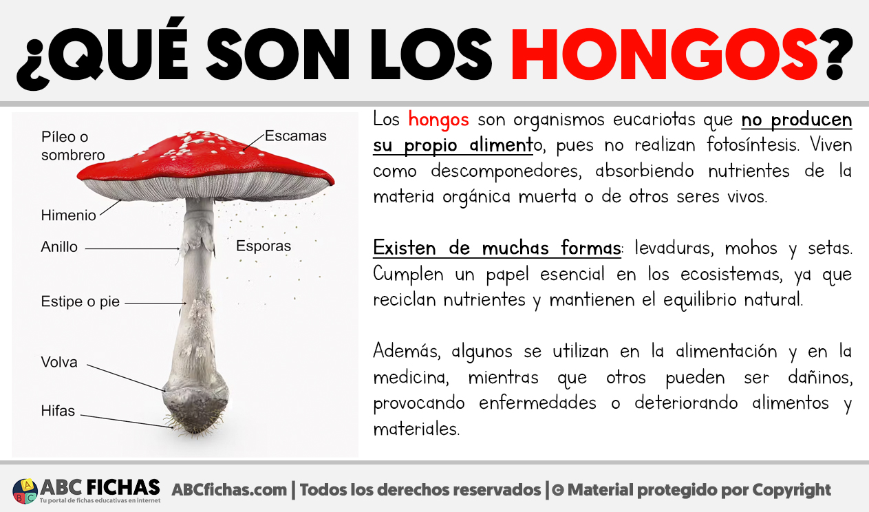 Que son los hongos