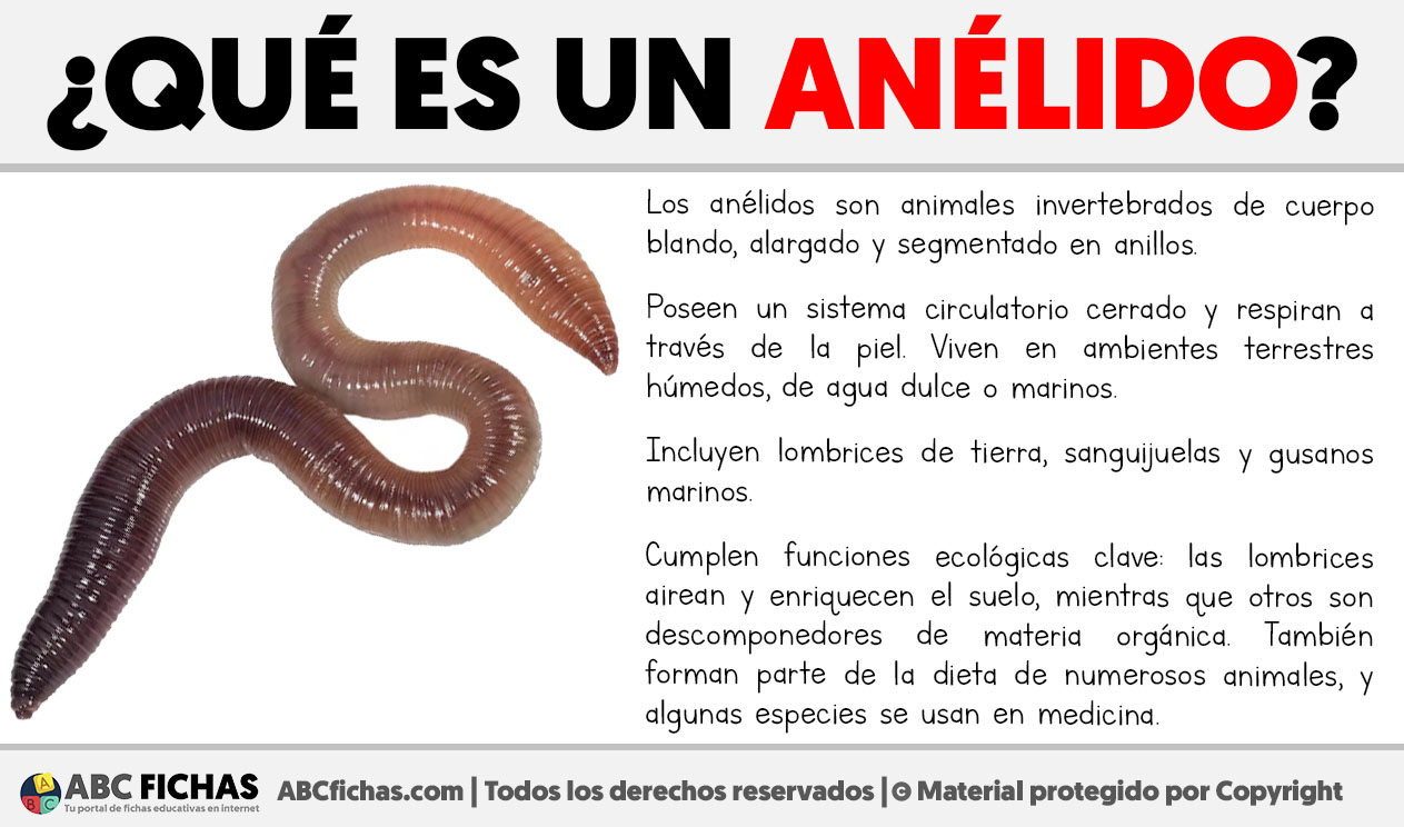 Que es un anelido