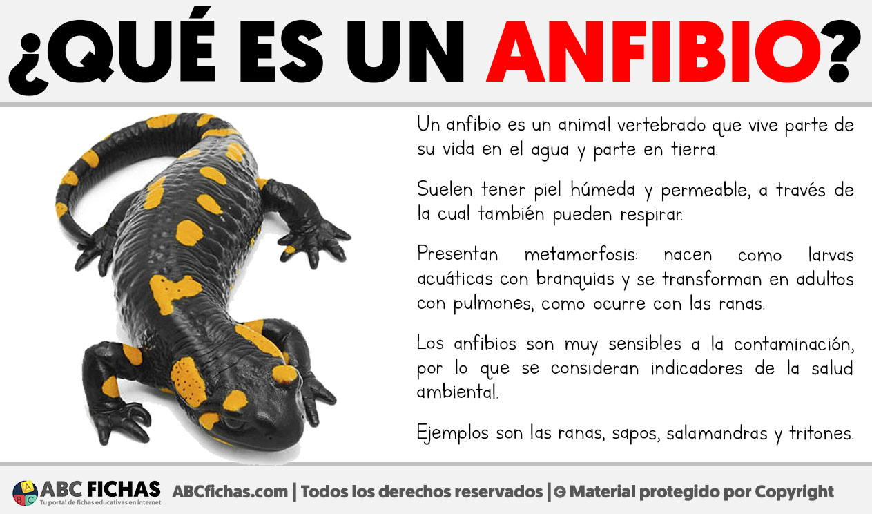 Que es un anfibio