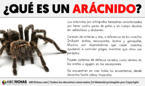 Que es un aracnido
