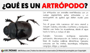Que es un artropodo