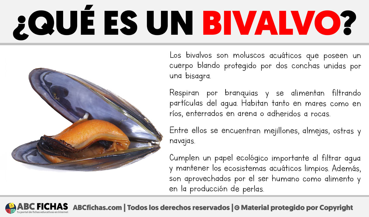 Que es un bivalvo