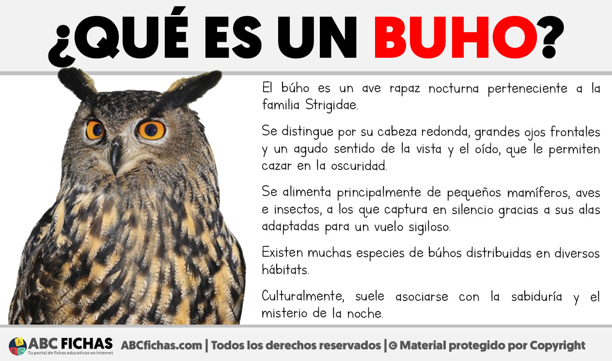 Que es un buho