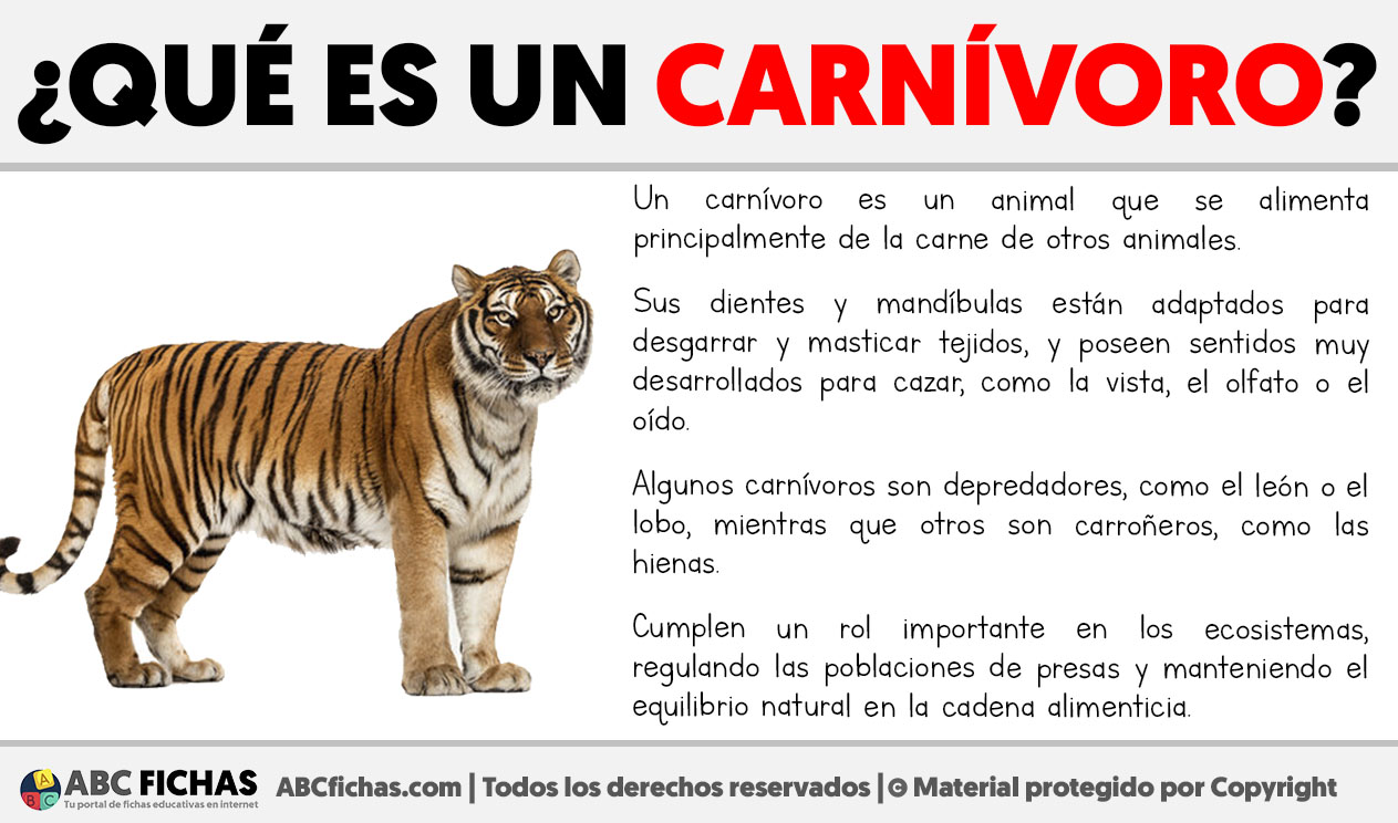Que es un carnivoro