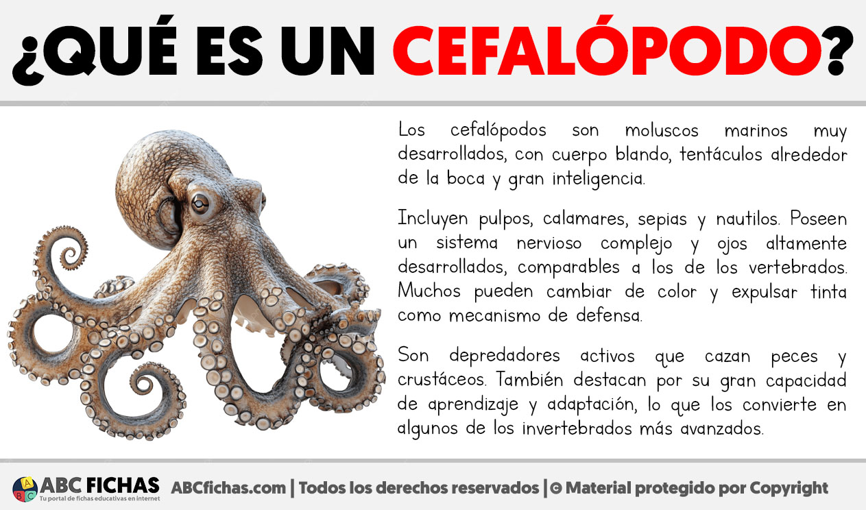 Que es un cefalopodo