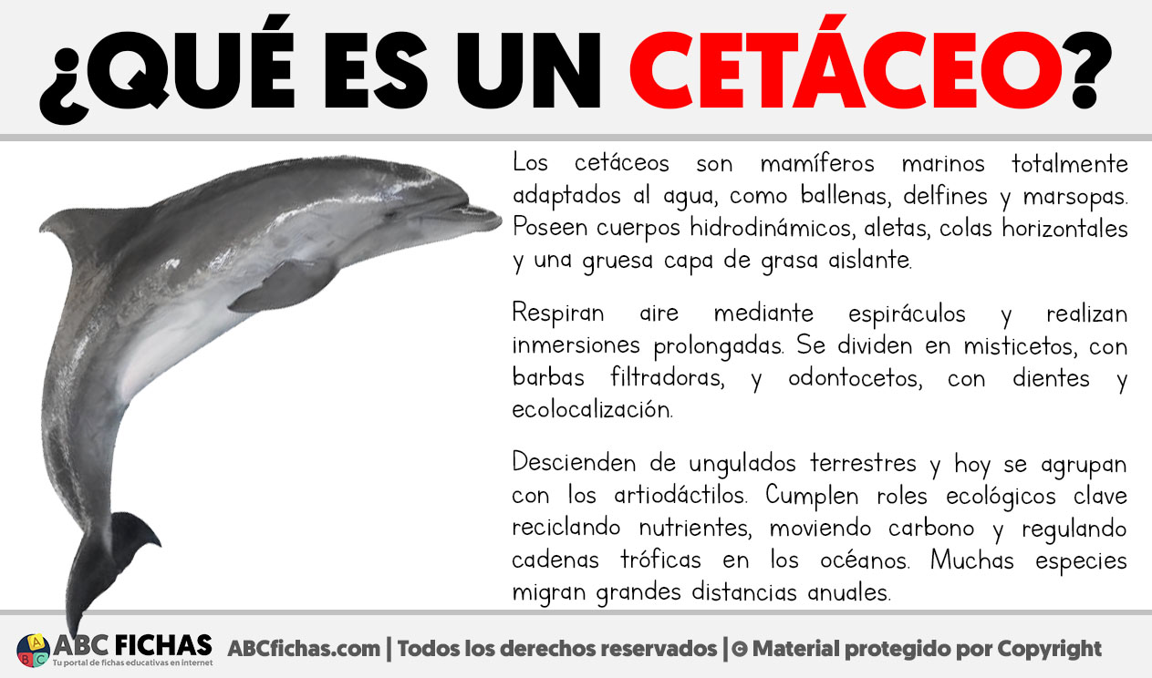 Que es un cetaceo