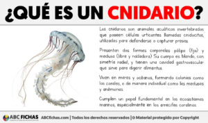 Que es un cnidario