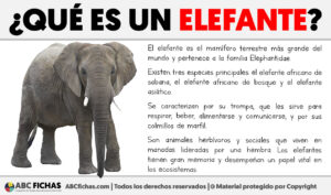 Que es un elefante
