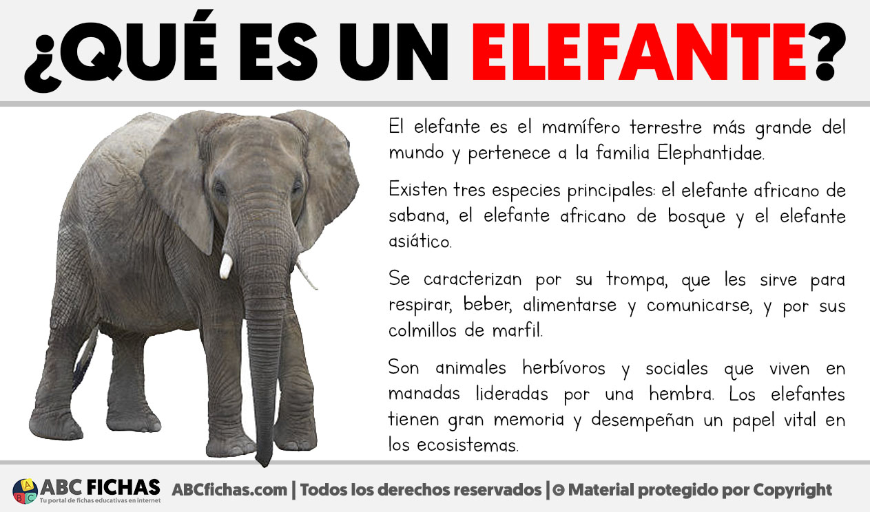 Que es un elefante