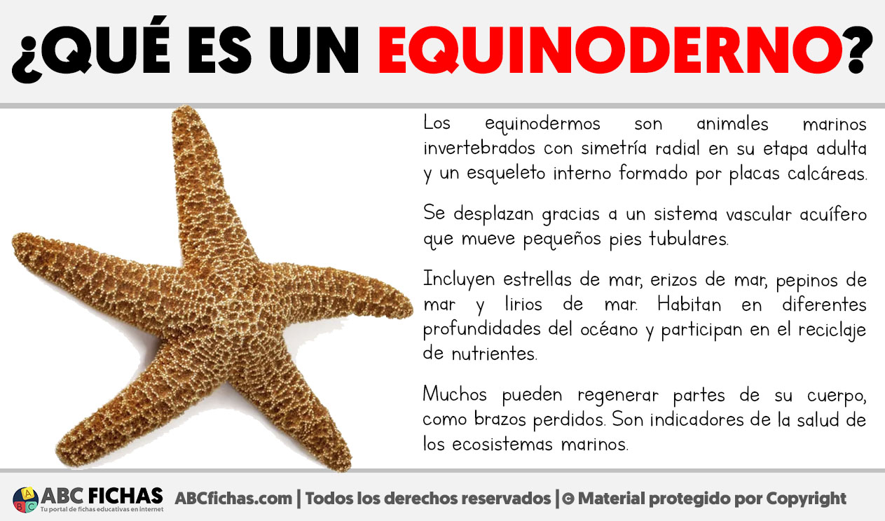 Que es un equinoderno