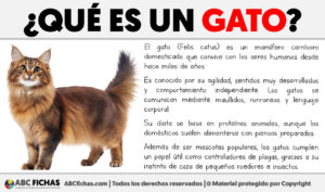 Que es un gato