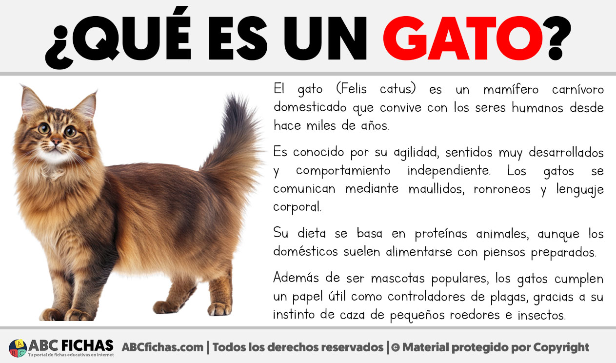 Que es un gato