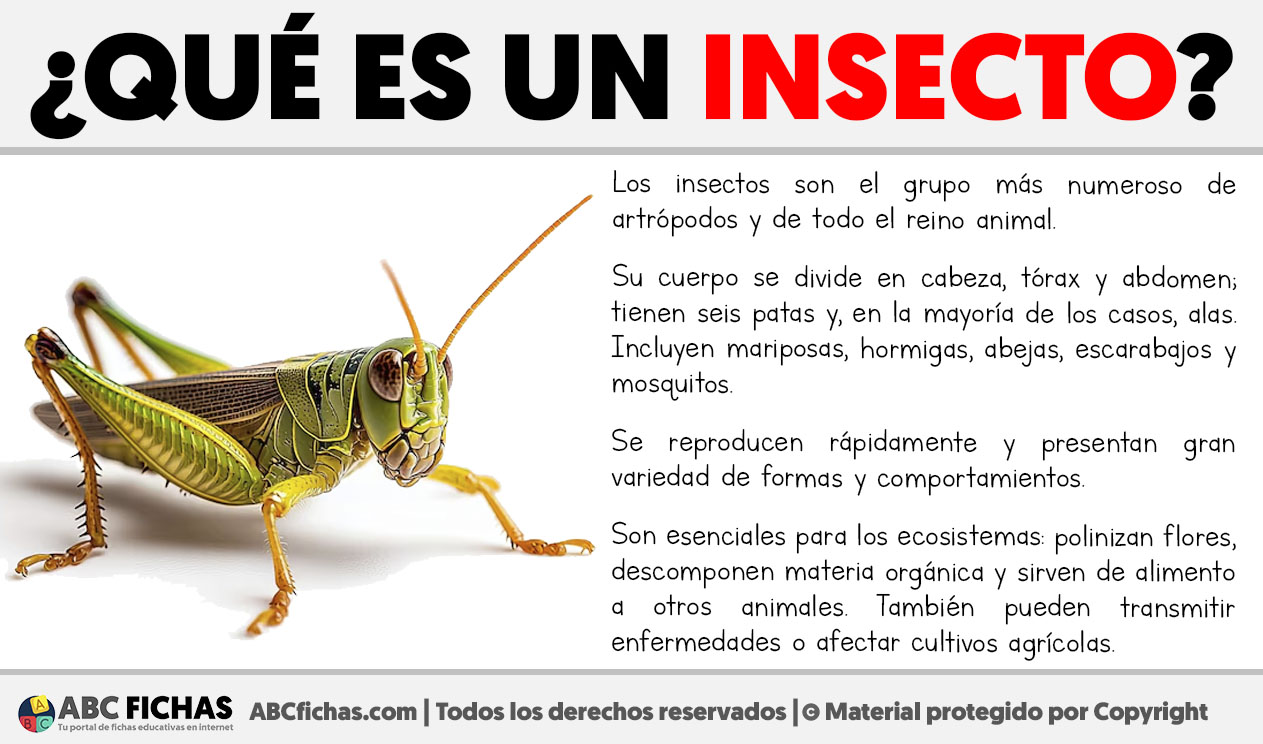 Que es un insecto