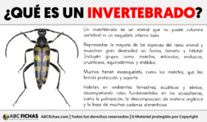 Que es un invertebrado