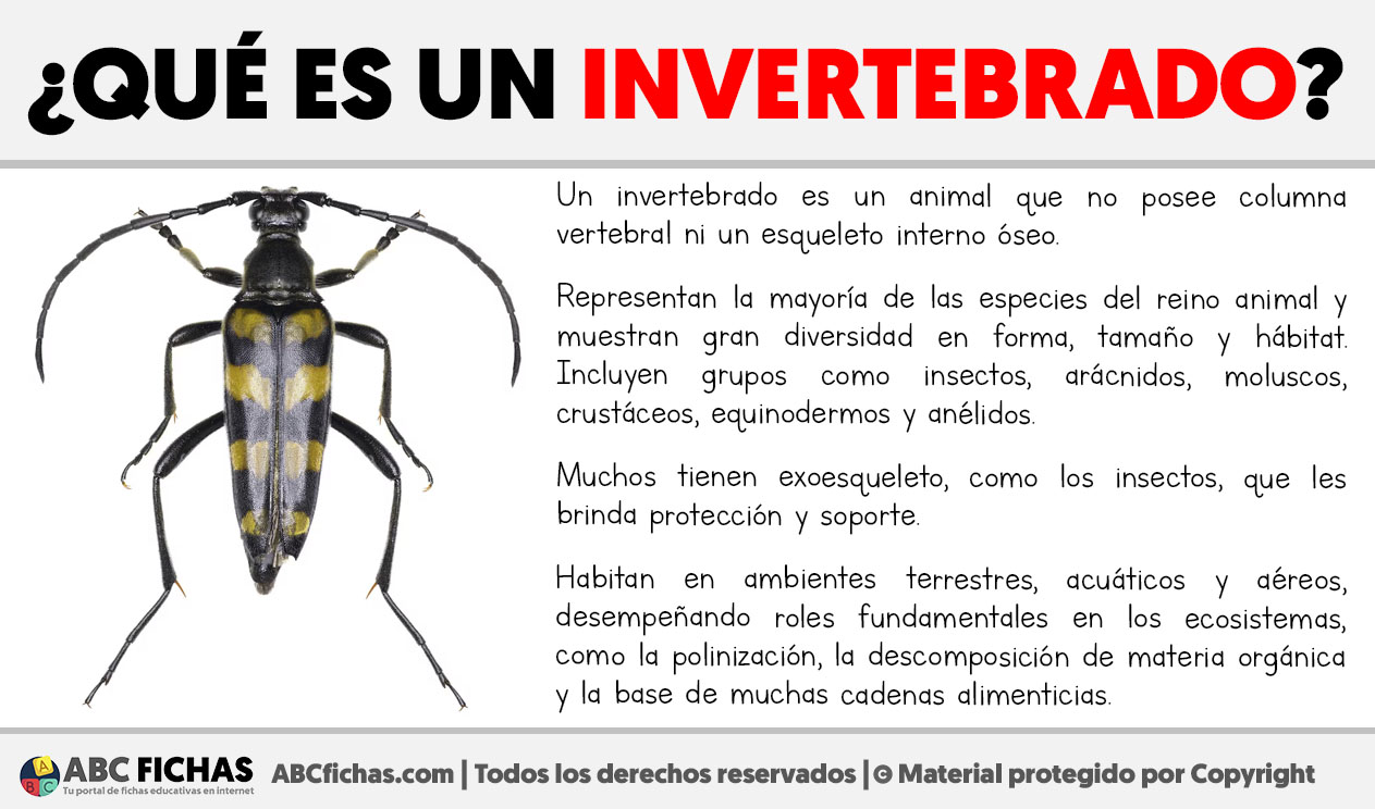 Que es un invertebrado