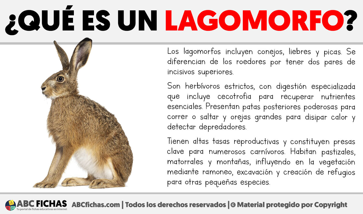Que es un lagomorfo