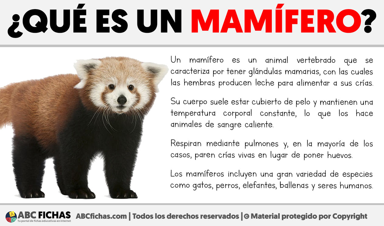Que es un mamifero